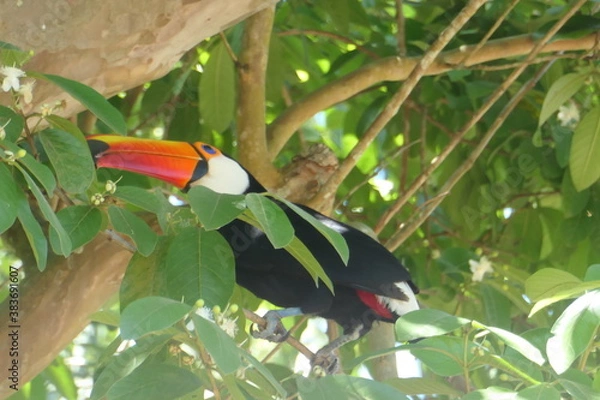 Fototapeta toucan on a branch