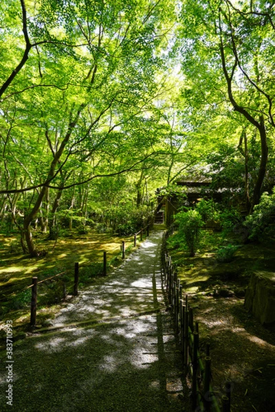 Fototapeta 祇王寺の新緑の風景
