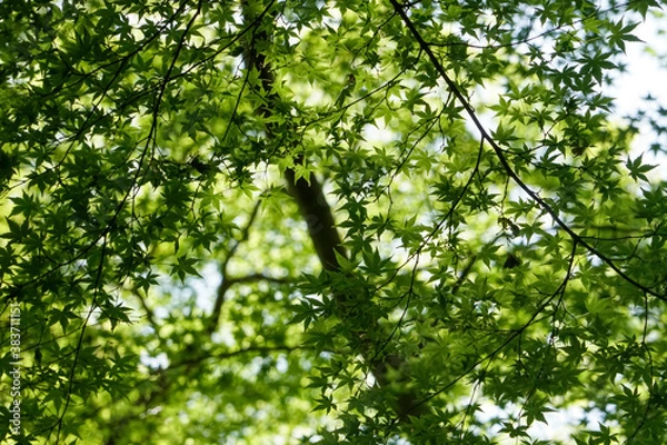 Obraz 日本楓の新緑