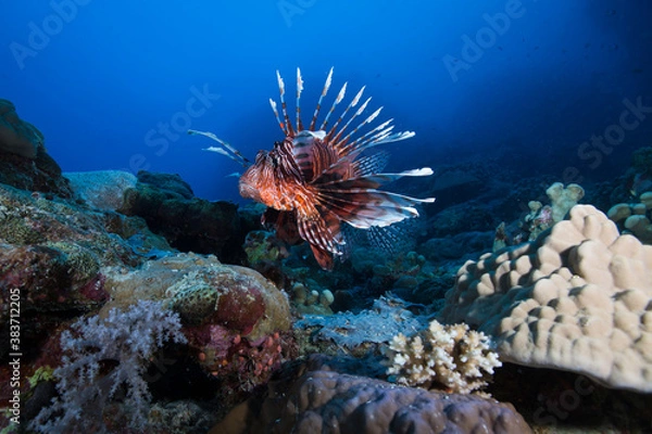 Fototapeta A lionfish sits on the Great Barrier Reef