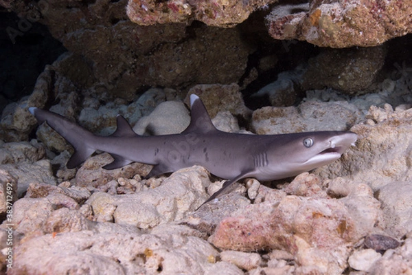 Fototapeta A Whitetip reef shark sits on the reef