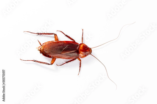 Obraz Close up Cockroaches isolated on white background