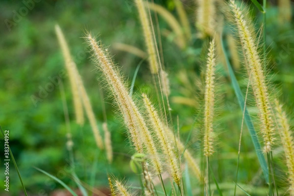 Fototapeta The Desho grass or (Pennisetum pedicellatum). Close-up shot outdoor with blurred background.