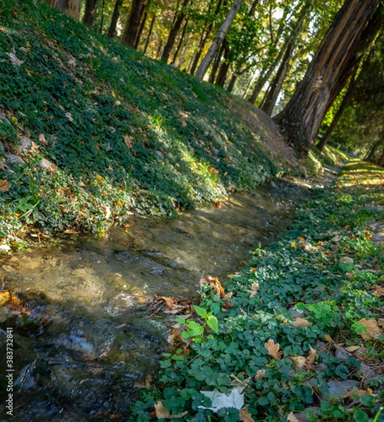 Fototapeta stream in forest