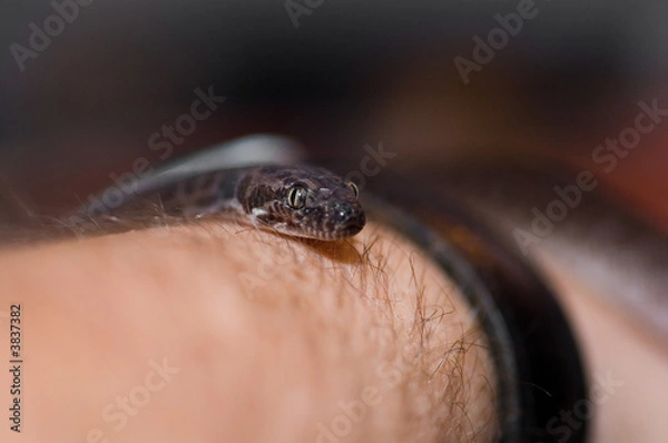 Fototapeta A closeup shot of a Children's Python.