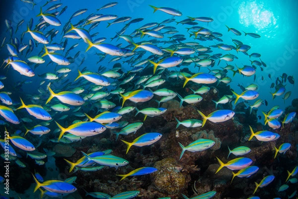 Fototapeta A school of yellow tail fusilier swim over the reef