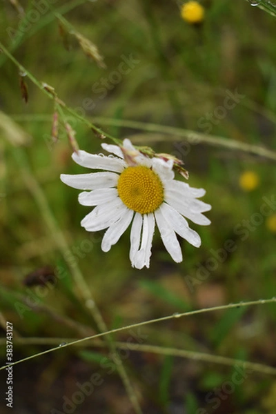 Fototapeta stokrotka