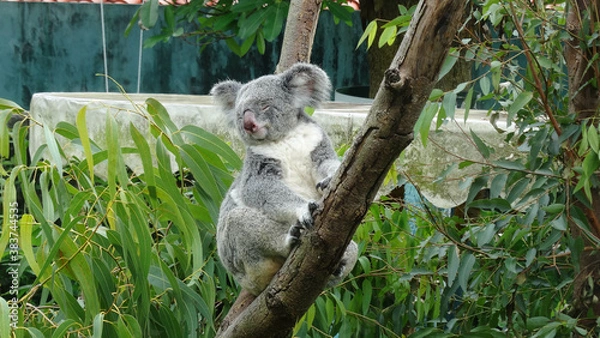 Fototapeta A koala is sleeping on the tree. Koala is  an arboreal herbivorous marsupial native to Australia.