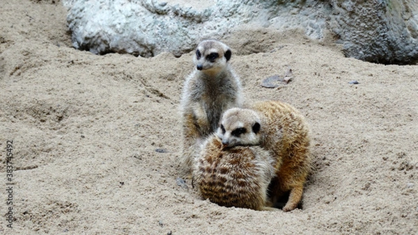 Fototapeta Meerkat is playing in the sandy park. The meerkat, suricate, is a small mongoose, live in rock crevices in stony, often calcareous areas, and in large burrow systems in plains.