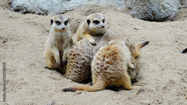 Fototapeta Meerkat is playing in the sandy park. The meerkat, suricate, is a small mongoose, live in rock crevices in stony, often calcareous areas, and in large burrow systems in plains.
