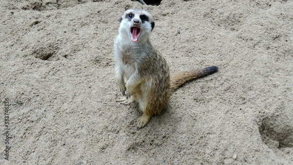 Fototapeta Meerkat is playing in the sandy park. The meerkat, suricate, is a small mongoose, live in rock crevices in stony, often calcareous areas, and in large burrow systems in plains.
