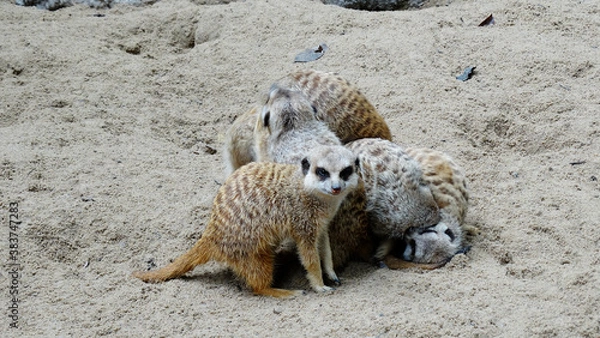 Fototapeta Meerkat is playing in the sandy park. The meerkat, suricate, is a small mongoose, live in rock crevices in stony, often calcareous areas, and in large burrow systems in plains.