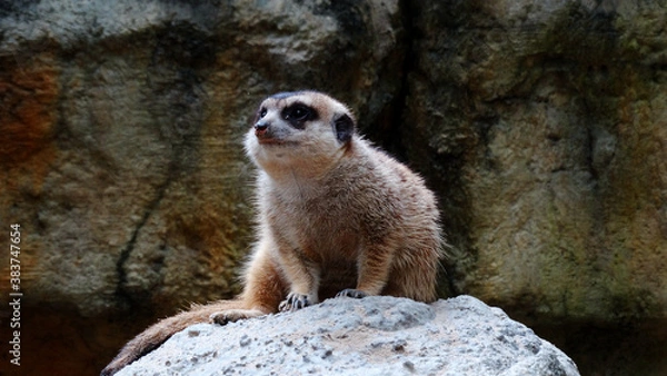 Fototapeta Meerkat is playing in the sandy park. The meerkat, suricate, is a small mongoose, live in rock crevices in stony, often calcareous areas, and in large burrow systems in plains.