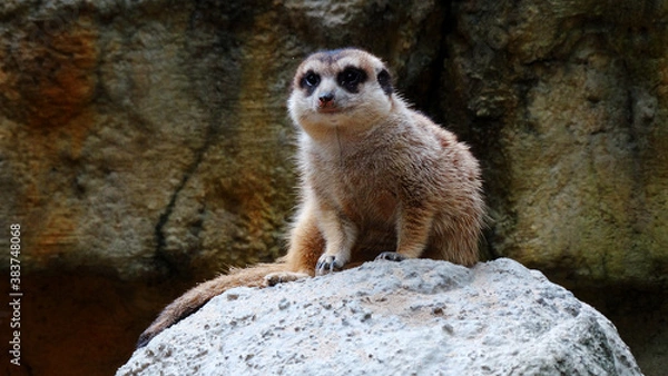 Fototapeta Meerkat is playing in the sandy park. The meerkat, suricate, is a small mongoose, live in rock crevices in stony, often calcareous areas, and in large burrow systems in plains.