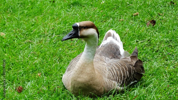 Fototapeta A goose is sitting on the grass in a park. A goose is a bird of any of several waterfowl species in the family Anatidae. 