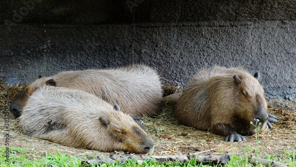 Fototapeta Capybaras are sleeping on the wetland. The capybara is a giant cavy rodent native to South America. It is the largest living rodent in the world.