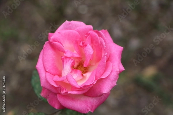 Fototapeta Москва в октябре