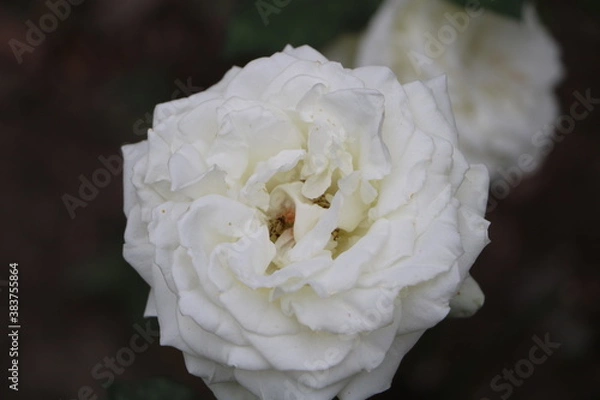 Obraz Москва в октябре