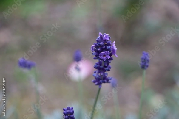 Obraz Москва в октябре