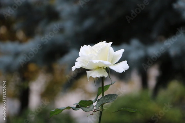 Obraz Москва в октябре