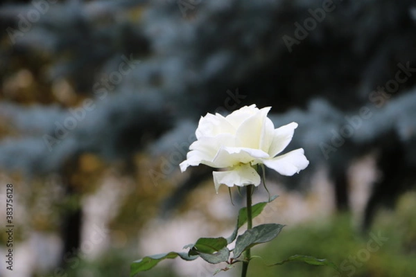 Obraz Москва в октябре