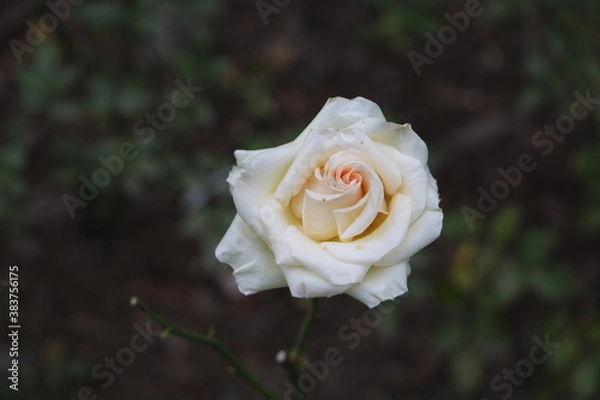 Obraz Москва в октябре