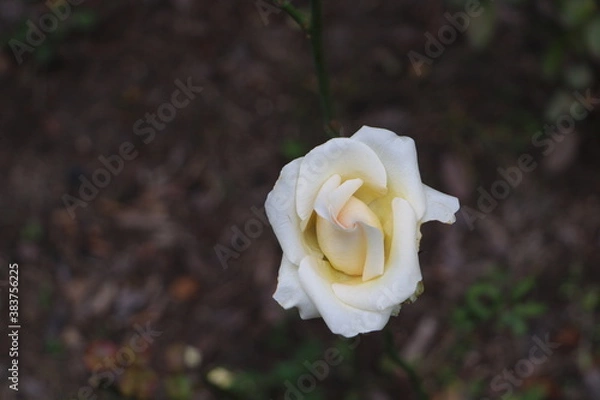 Obraz Москва в октябре