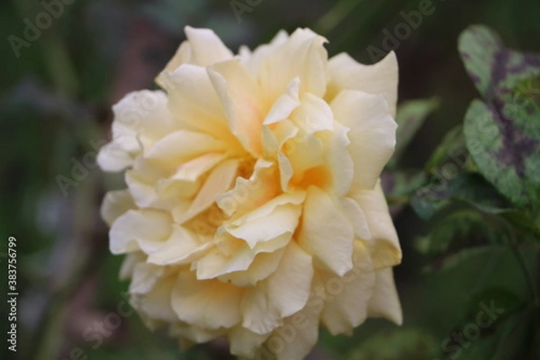 Obraz Москва в октябре