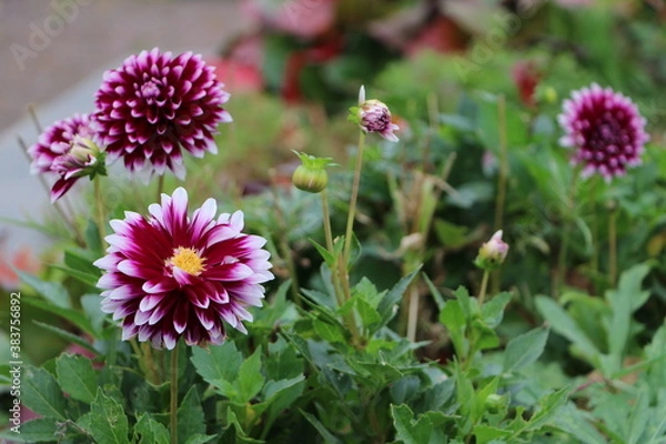 Obraz Москва в октябре