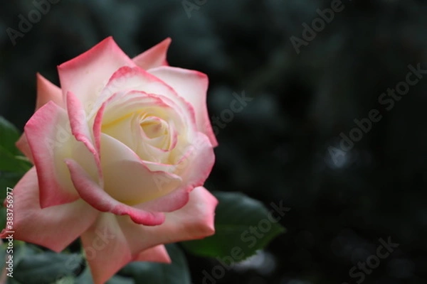 Obraz Москва в октябре