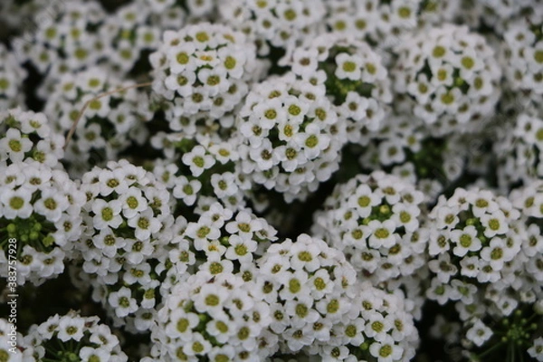 Obraz Москва в октябре