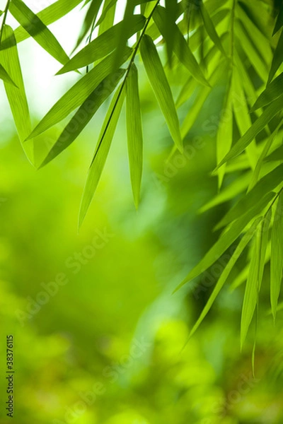 Obraz Bamboo leaves