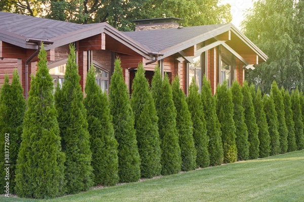 Obraz Many thuja trees as a fence in a private house