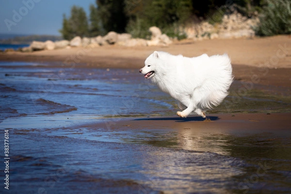 Fototapeta dogs on water