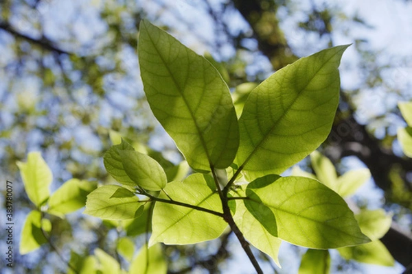 Fototapeta 陽光を透かす広葉樹の若葉