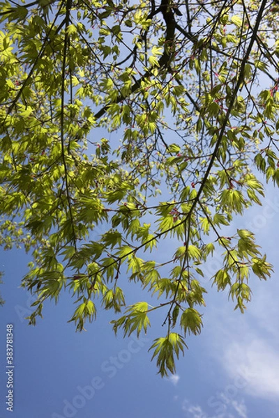 Fototapeta もみじの新芽青空抜け
