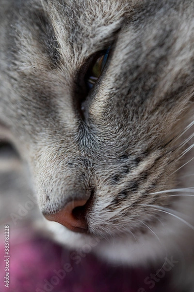 Obraz slumbering gray kitten, muzzle close-up a cat