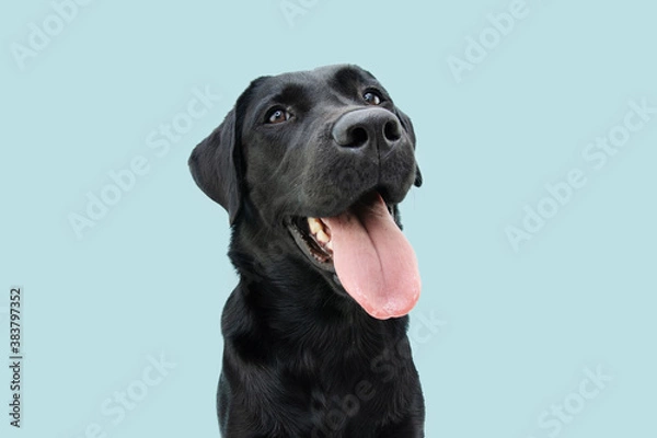 Fototapeta Happy black labrador puppy dog sticking out a big tongue. Isolated on blue background.