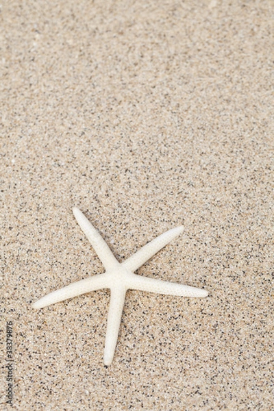 Obraz Starfish on white sand beach