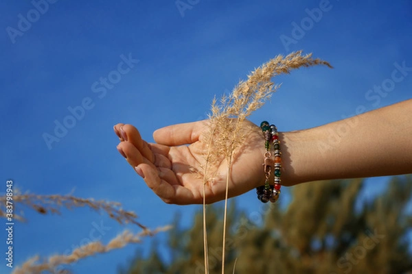 Obraz hand holding wheat