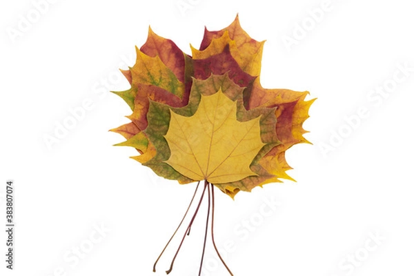 Fototapeta Five beautiful multicolored autumn maple leaves on a white background