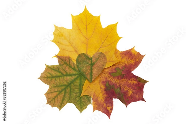 Fototapeta Maple leaf heart on three beautiful colorful autumn maple leaves on a white background