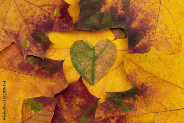 Fototapeta Heart made of maple leaf on the background of beautiful colorful autumn maple leaves