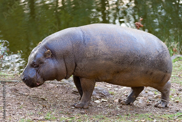 Fototapeta pygmy hippo walking on the ground