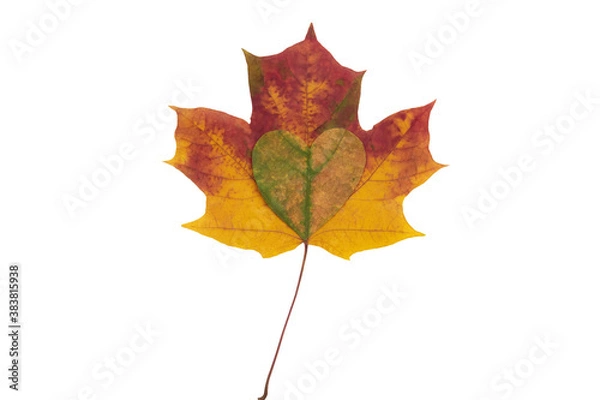 Fototapeta Maple leaf heart on a beautiful multicolored autumn maple leaf on a white background