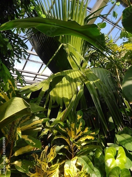 Fototapeta coconut palm tree