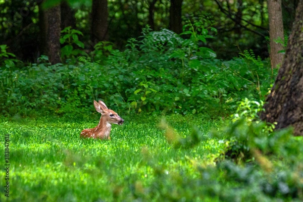 Obraz deer in the forest