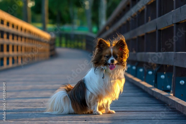 Obraz dog on bridge, papillion