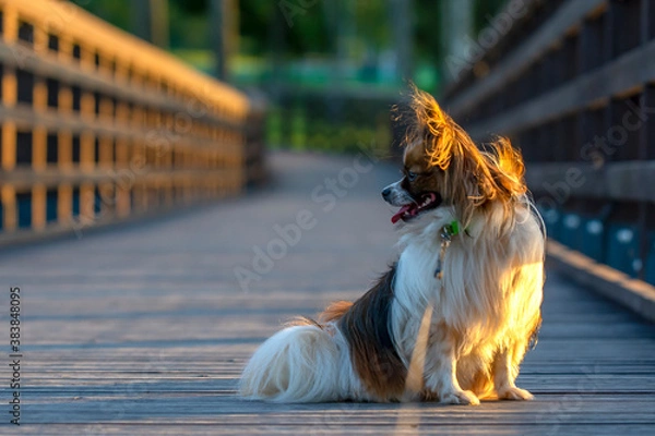 Obraz dog on bridge, papillion