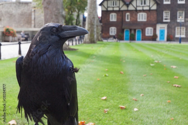 Obraz Black Royal Crow